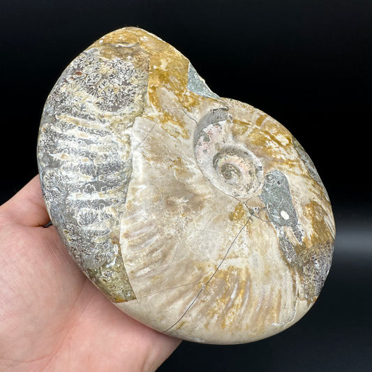 Cleoniceras Ammonite Fossil With Stand - Cretaceous Ammonite Madagascar