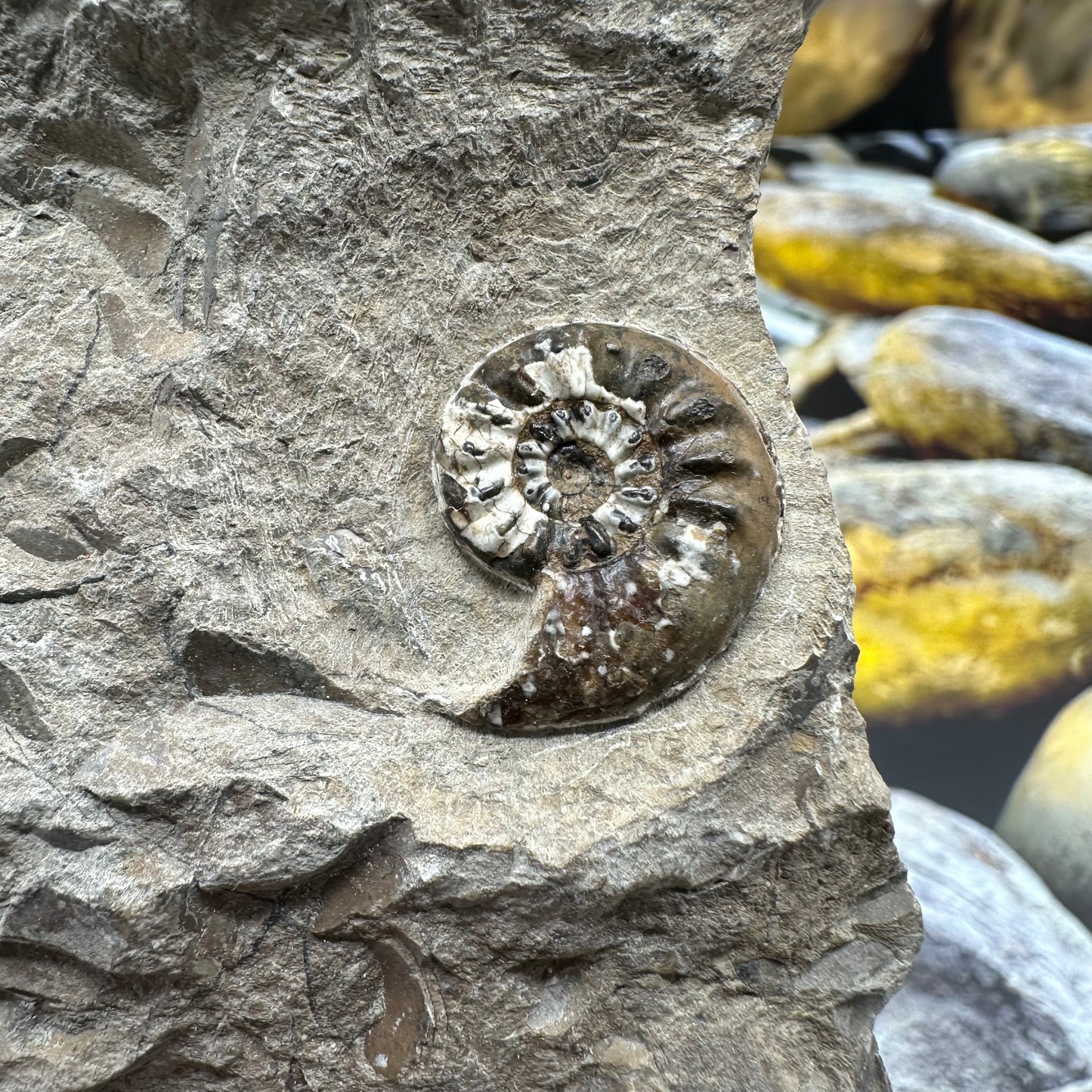 Amaltheus subnodosus ammonite fossil - Whitby, North Yorkshire Jurassic Coast, Yorkshire Fossils