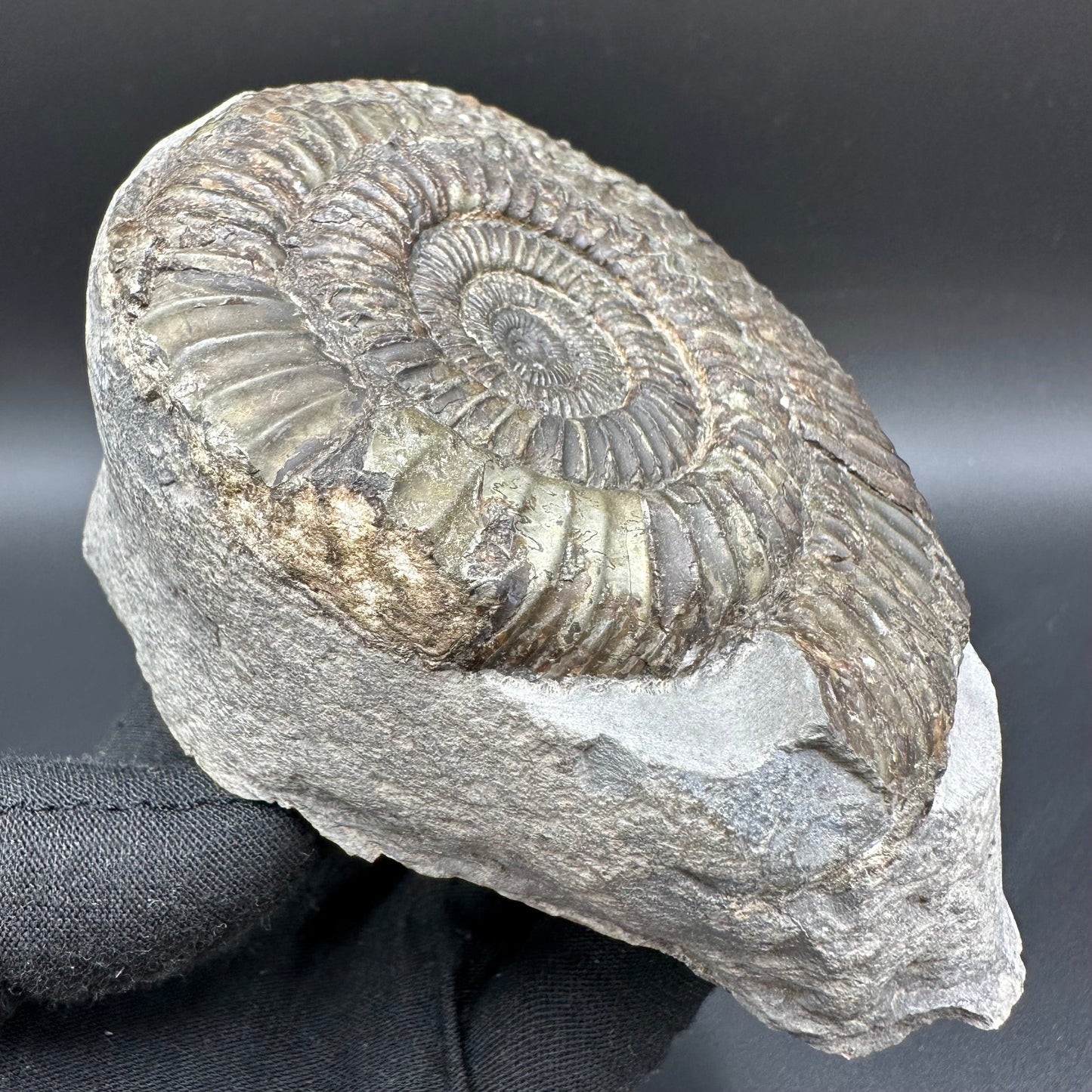 Dactylioceras Ammonite Fossil With Box And Stand - Whitby, North Yorkshire Jurassic Coast Yorkshire Fossils