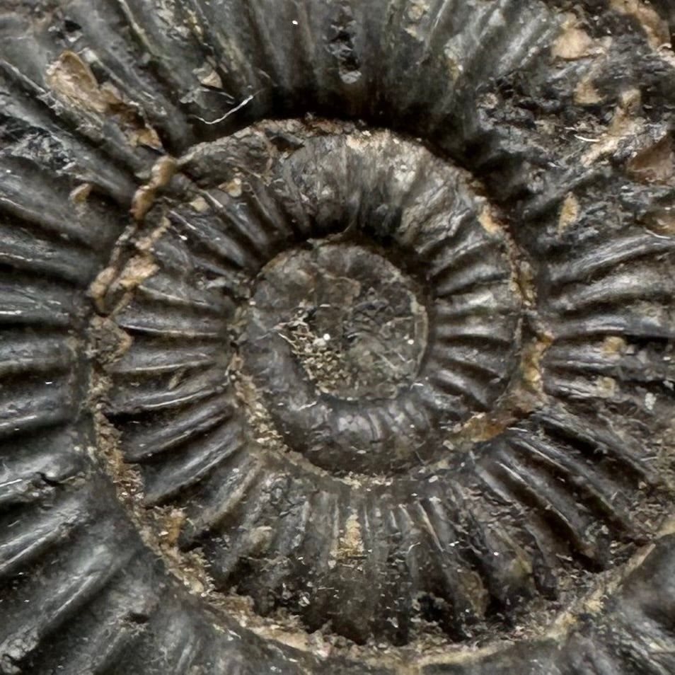 Dactylioceras Ammonite Fossil With Box And Stand - Whitby, North Yorkshire Jurassic Coast Yorkshire Fossils