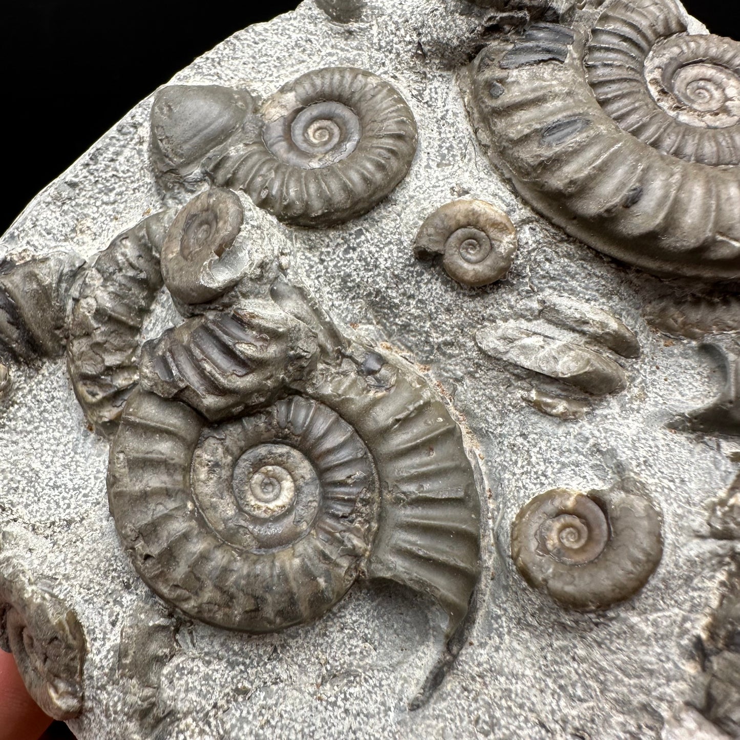 Arnioceras ammonite shell fossil with box and stand - Whitby, North Yorkshire Jurassic Coast Yorkshire Fossils