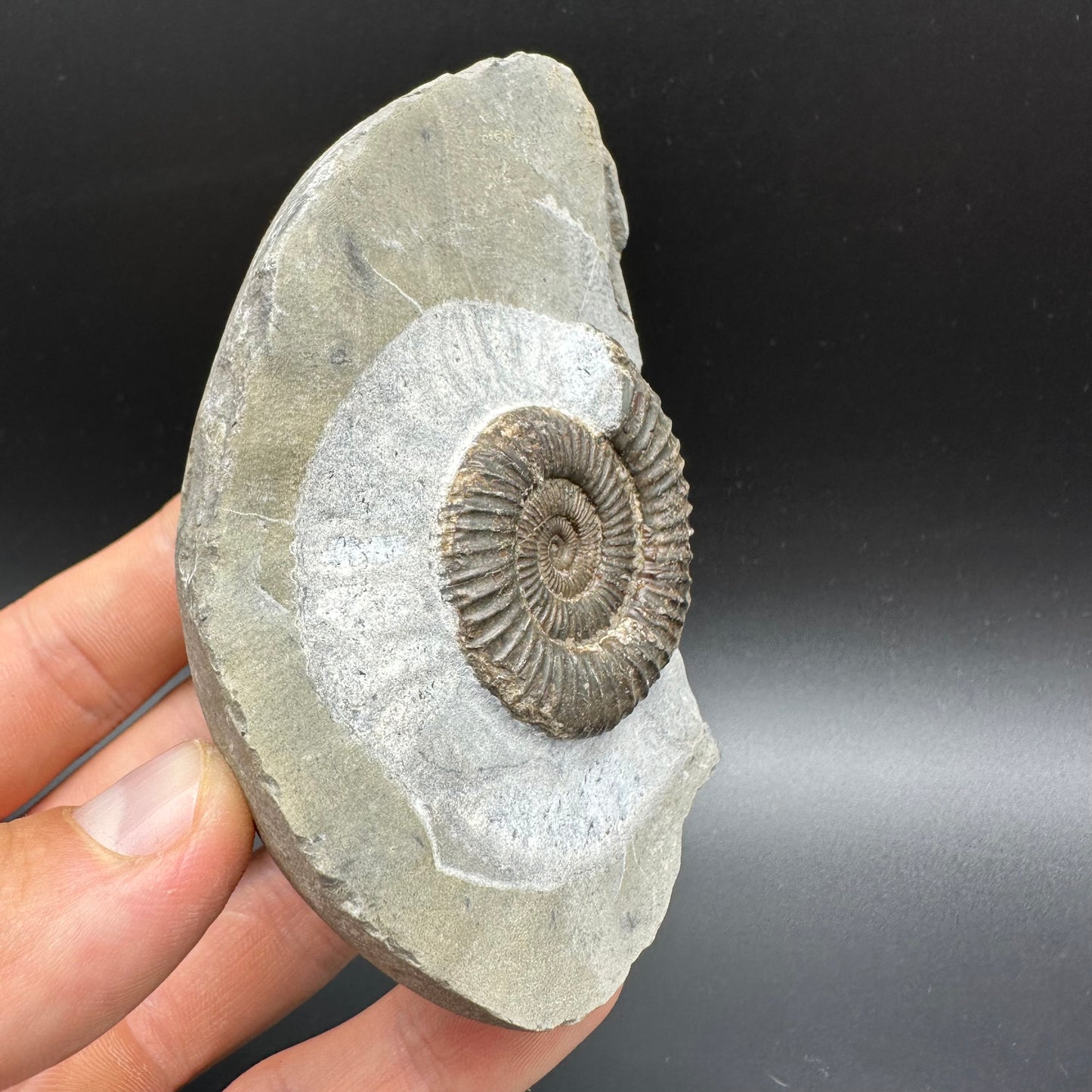 Dactylioceras Ammonite Fossil With Box And Stand - Whitby, North Yorkshire Jurassic Coast Yorkshire Fossils