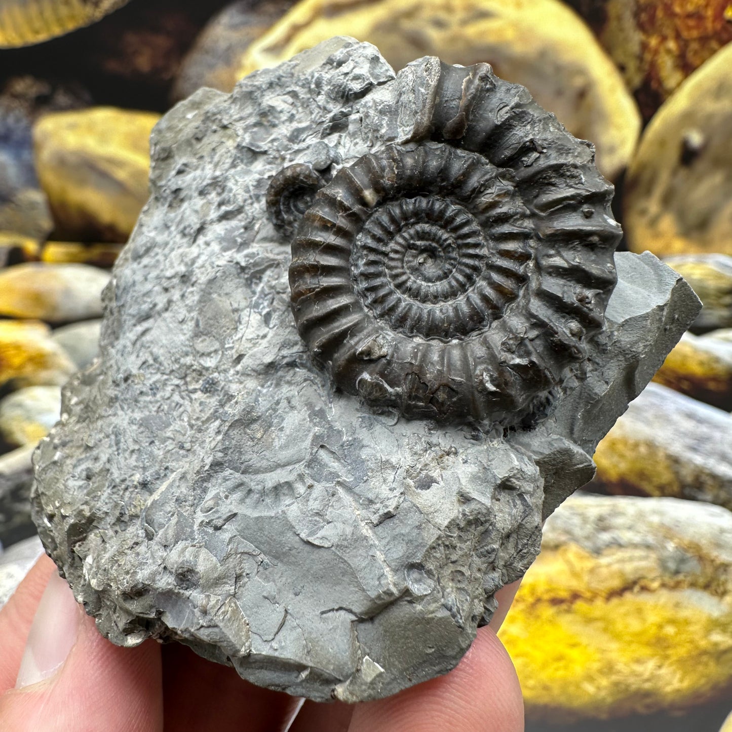 Gagaticeras finitimum ammonite fossil - Whitby, North Yorkshire