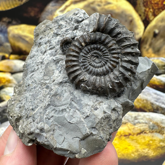 Gagaticeras finitimum ammonite fossil - Whitby, North Yorkshire