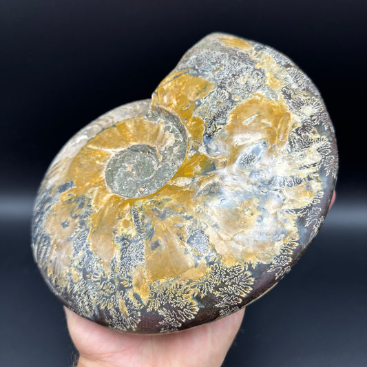 Cleoniceras Ammonite Fossil With Stand - Cretaceous Ammonite Madagascar