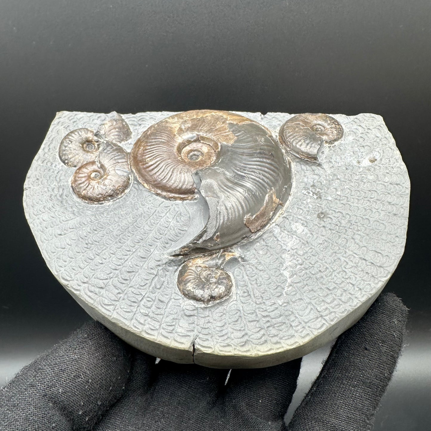 Eleganticeras Elegantulum ammonite fossil with stand - Whitby, North Yorkshire Jurassic Coast, Yorkshire Fossils