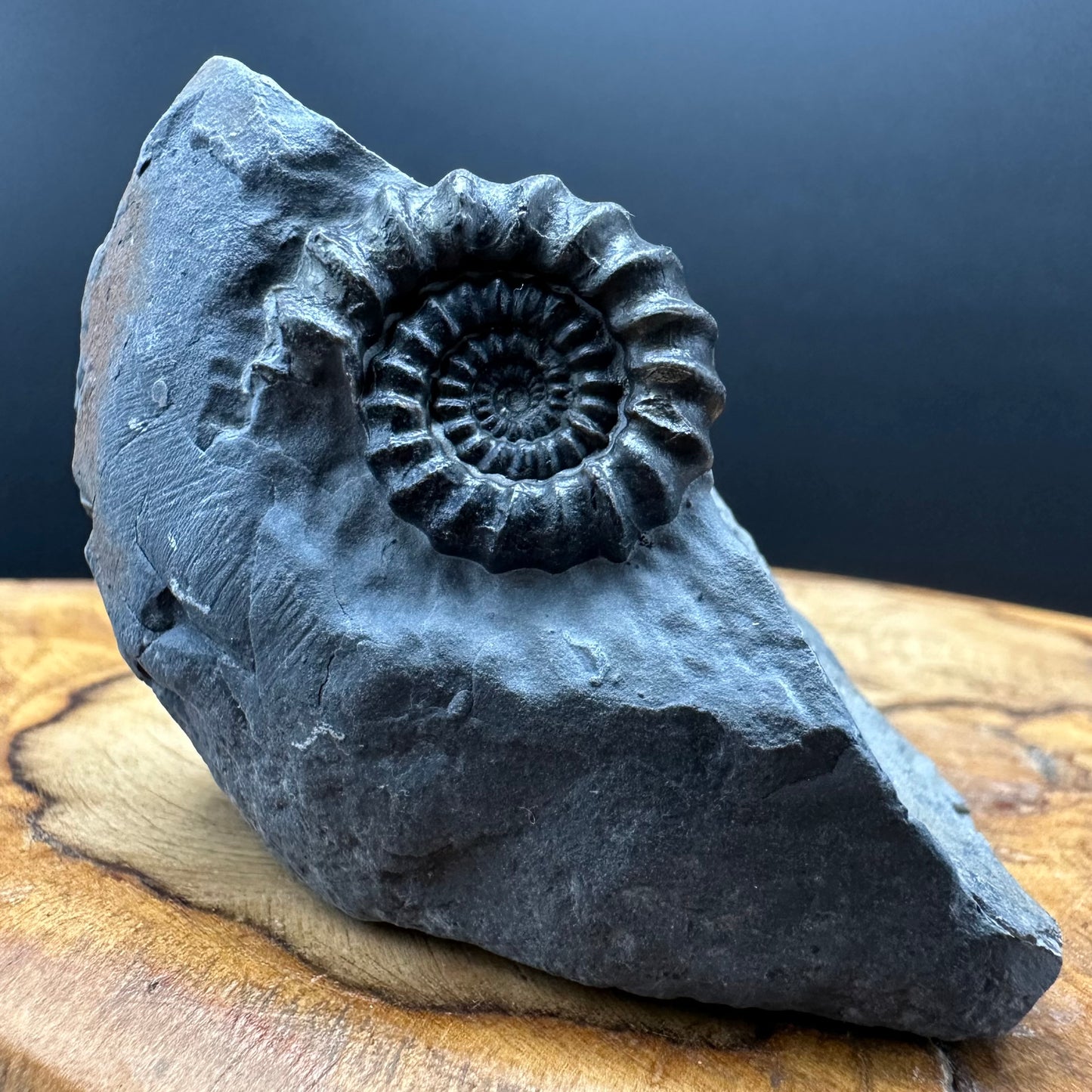 Gagaticeras Ammonite fossil with box and stand - Whitby, North Yorkshire Jurassic Coast Yorkshire Fossils