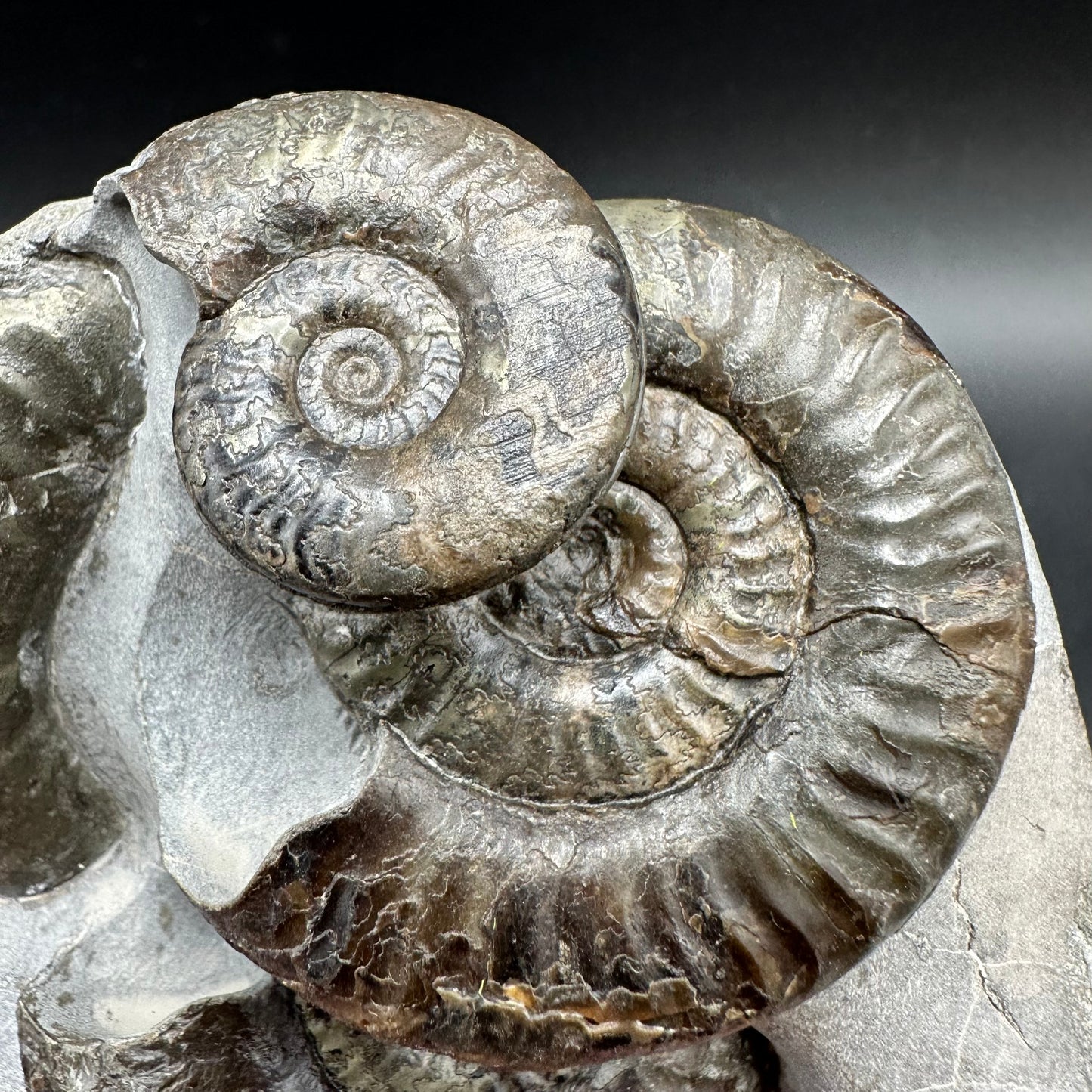 Grammoceras thoaurense Ammonite shell fossil with box and stand - Whitby, North Yorkshire, Yorkshire Fossils from the Jurassic Coast