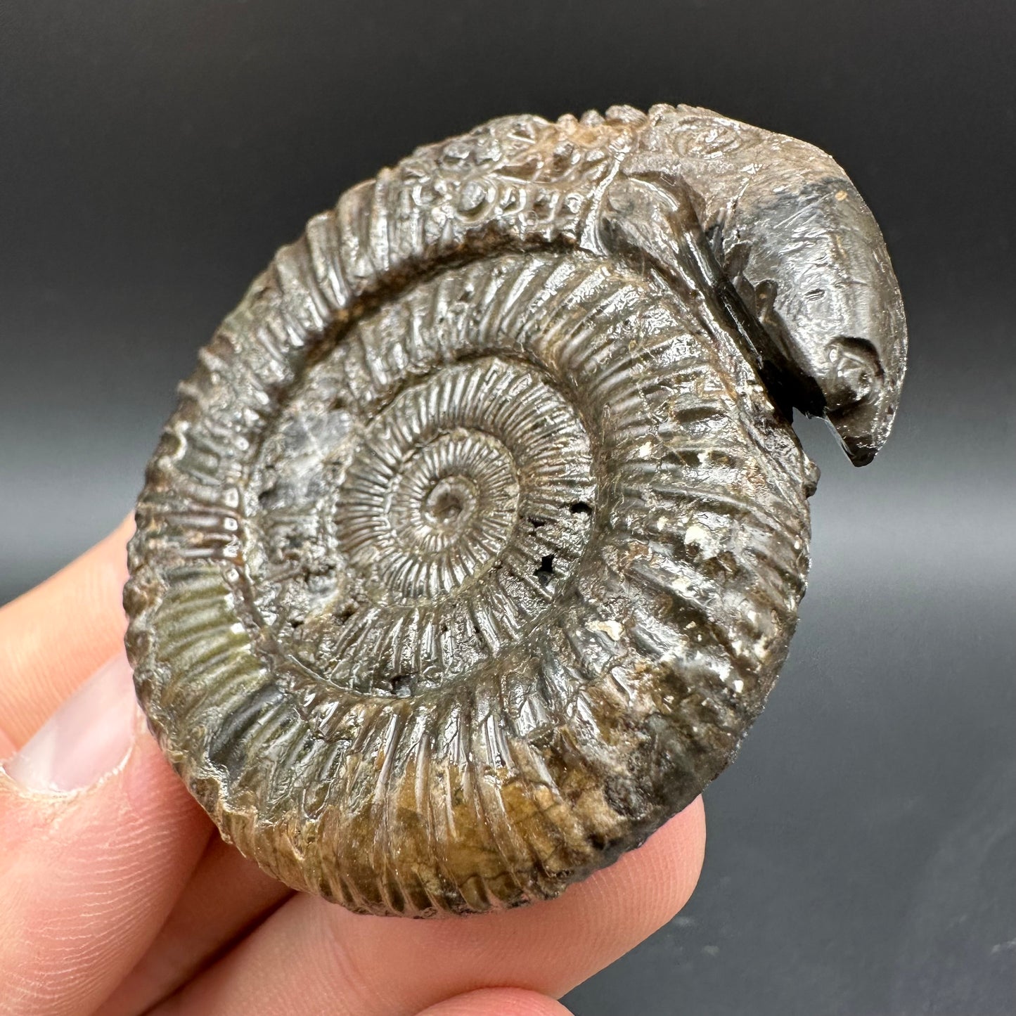 Snakestone Ammonite Fossil With Bag/Box And Stand - Whitby, North Yorkshire Jurassic Coast Yorkshire Fossils
