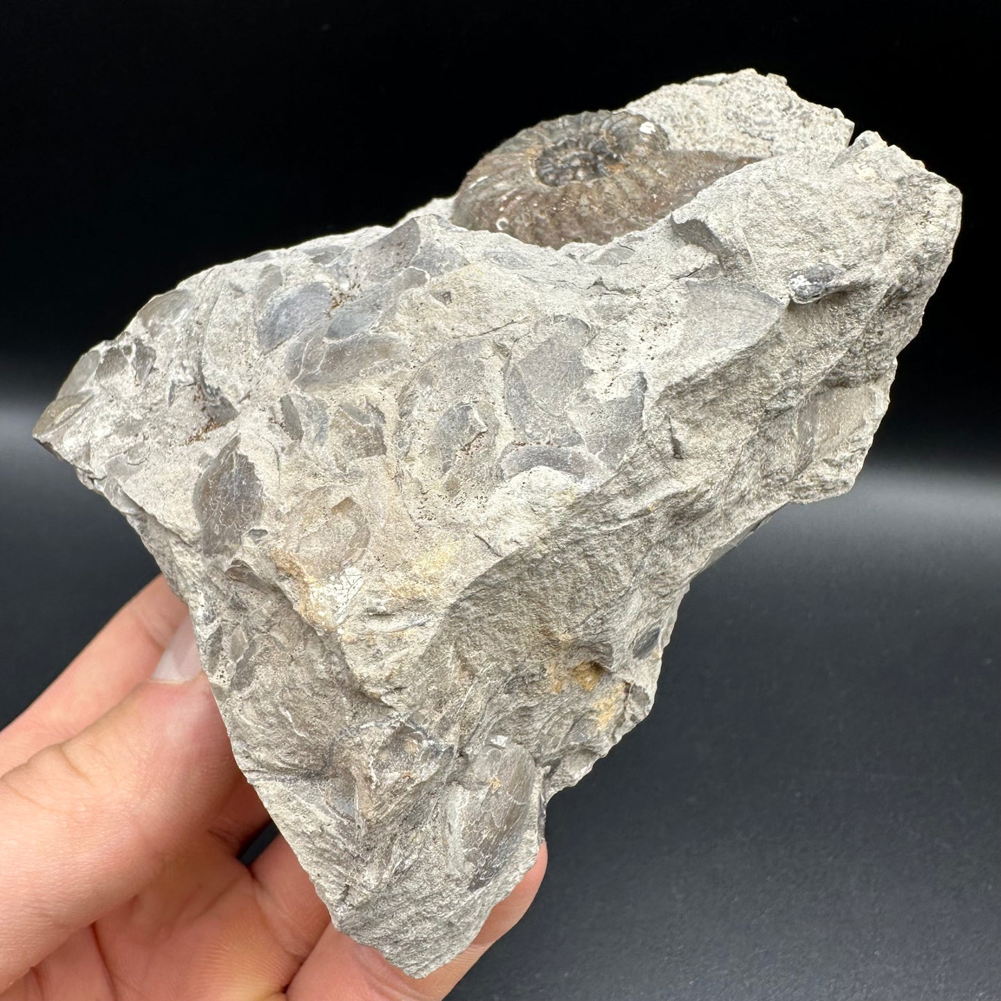Amaltheus subnodosus Ammonite fossil with box and stand - Whitby, North Yorkshire Jurassic Coast Yorkshire Fossils
