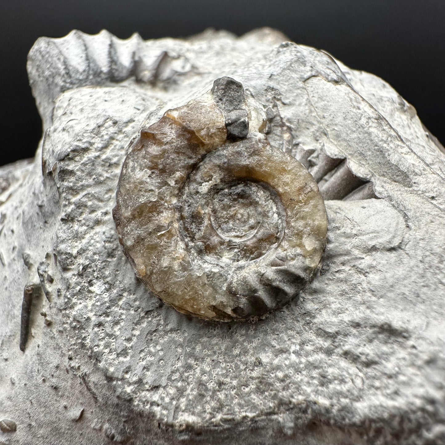 Arnioceras ammonite shell fossil with box and stand - Whitby, North Yorkshire Jurassic Coast Yorkshire Fossils
