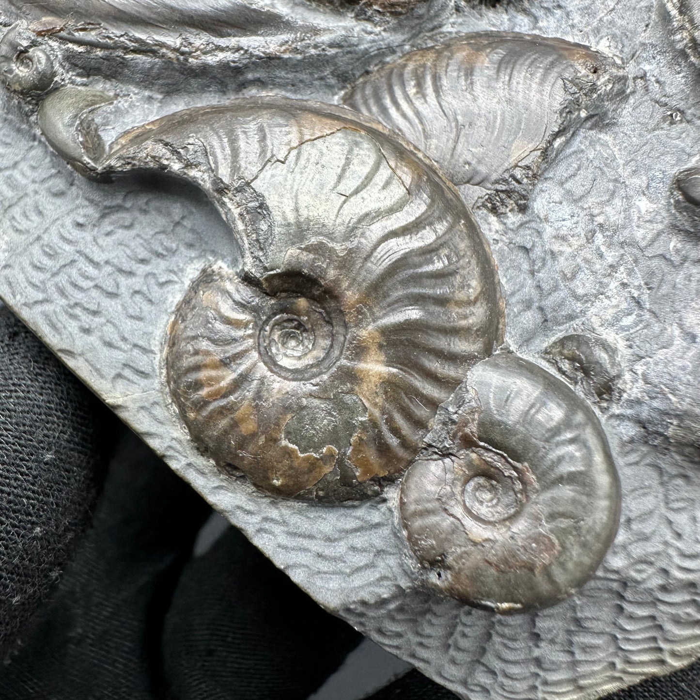 Eleganticeras Elegantulum ammonite with box and stand - Whitby, North Yorkshire Jurassic Coast, Yorkshire Fossils