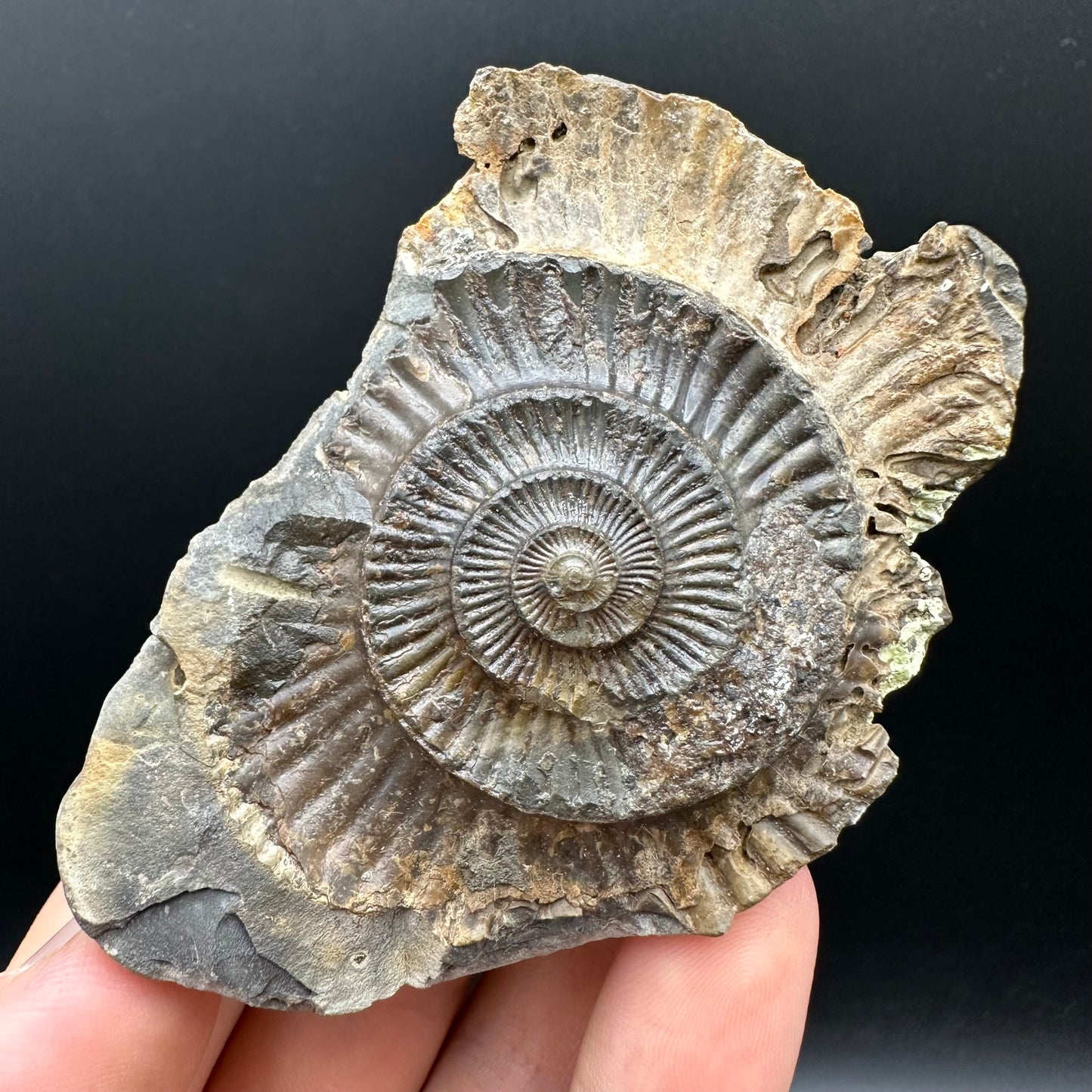 Dactylioceras Ammonite nodule (split pair) Fossil With Box And Stand - Whitby, North Yorkshire Jurassic Coast Yorkshire Fossils