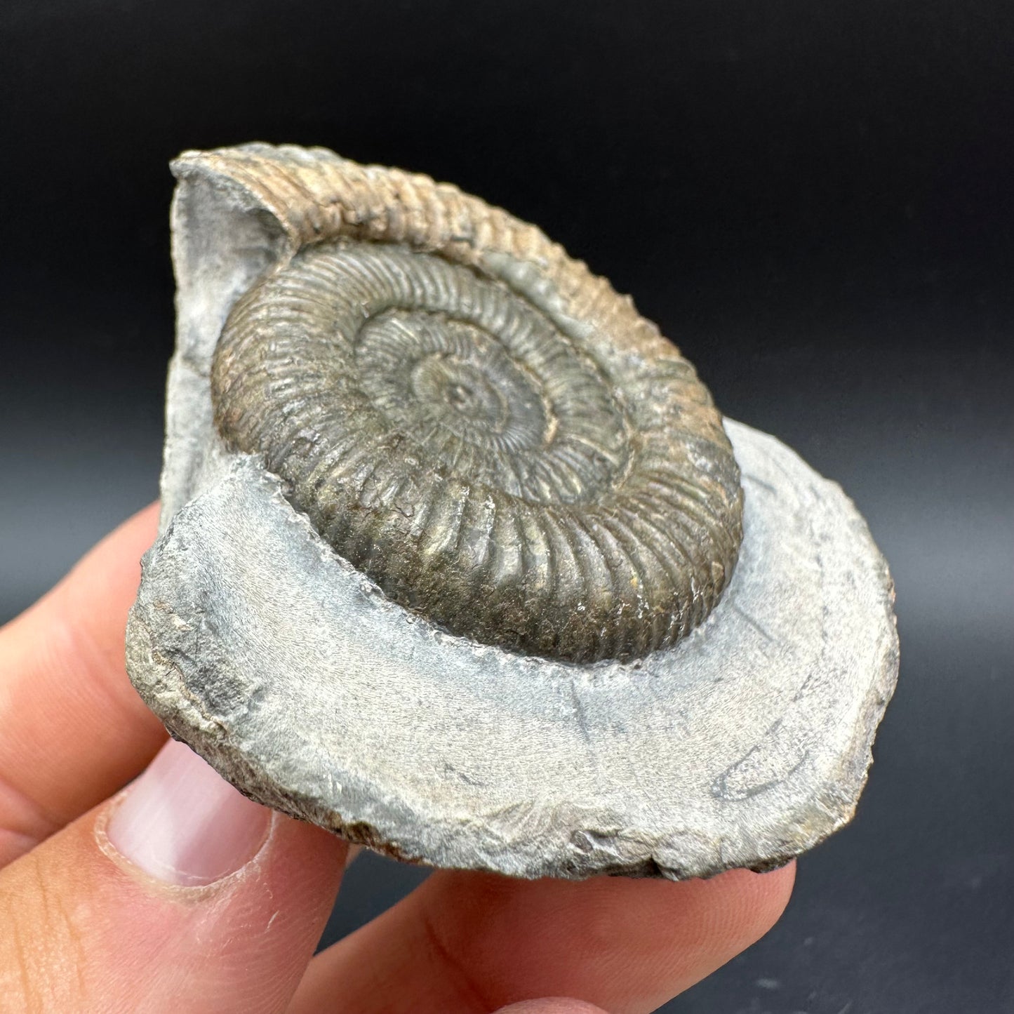 Dactylioceras Ammonite Fossil With Box And Stand - Whitby, North Yorkshire Jurassic Coast Yorkshire Fossils