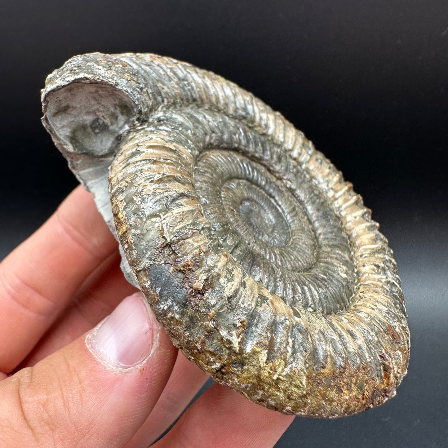 Dactylioceras Ammonite Fossil With Box And Stand - Whitby, North Yorkshire Jurassic Coast Yorkshire Fossils