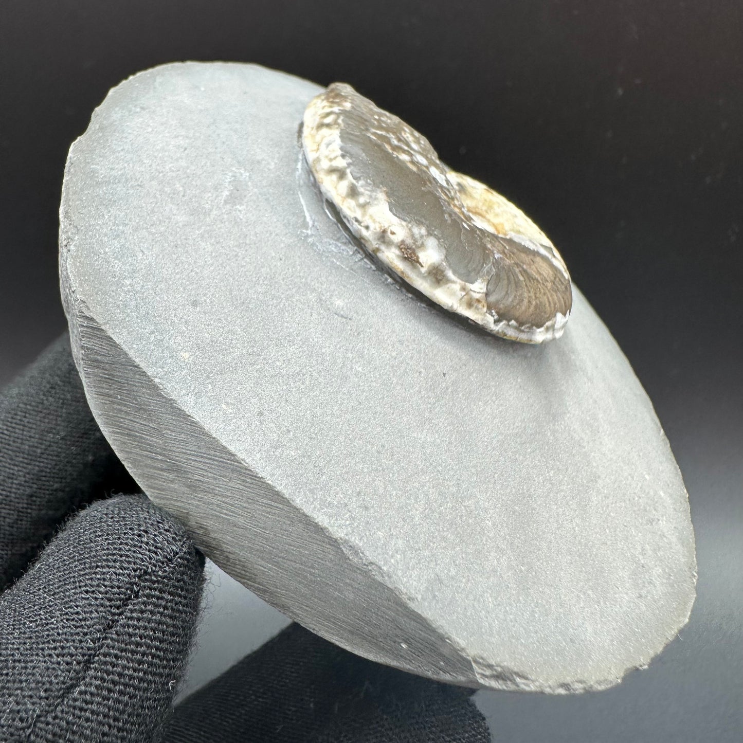 Eleganticeras Elegantulum ammonite fossil with box and stand - Whitby, North Yorkshire Jurassic Coast, Yorkshire Fossils