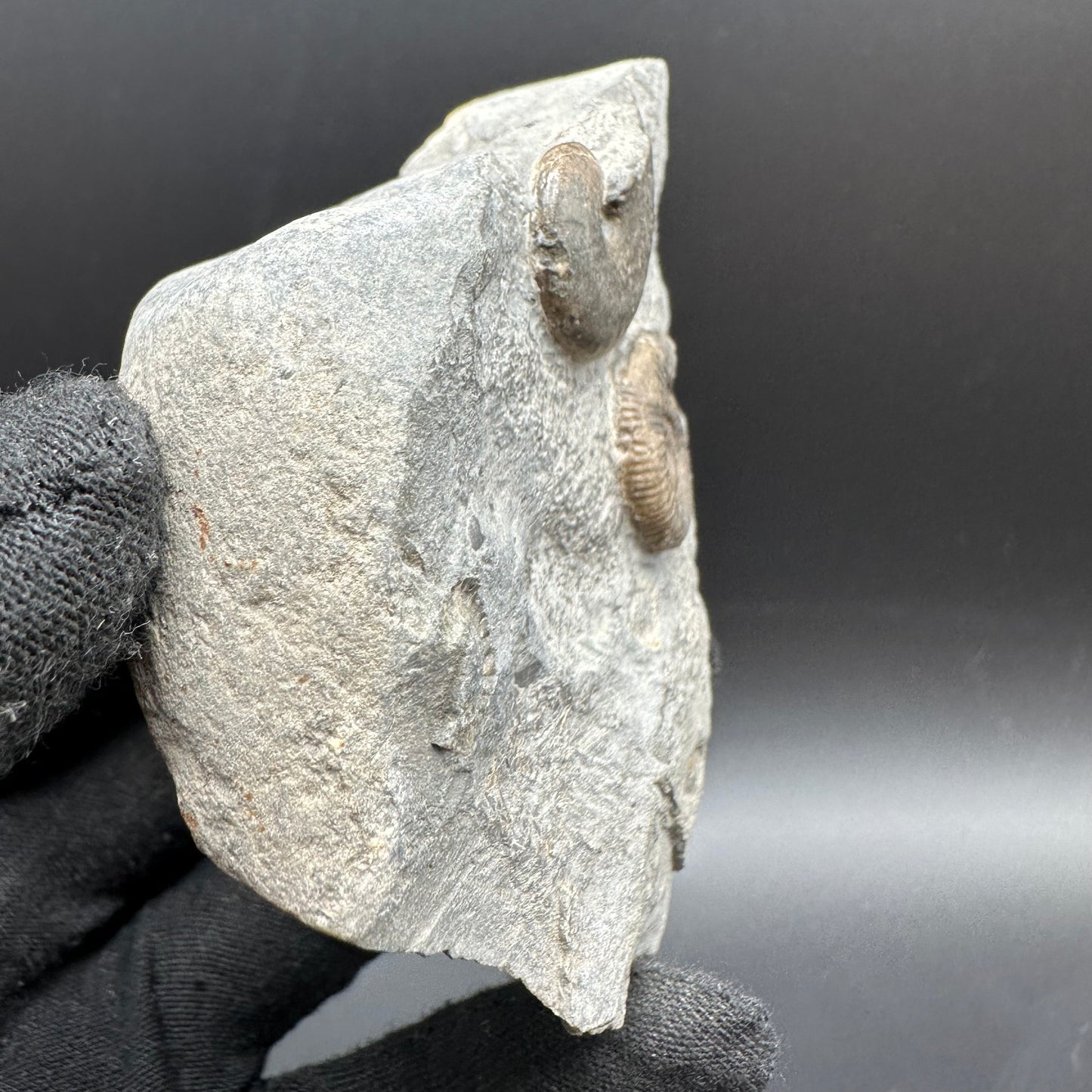 Gracile / Phylloceras Multi-block Ammonite Fossil With Box And Stand - Whitby, North Yorkshire Jurassic Coast Yorkshire Fossils