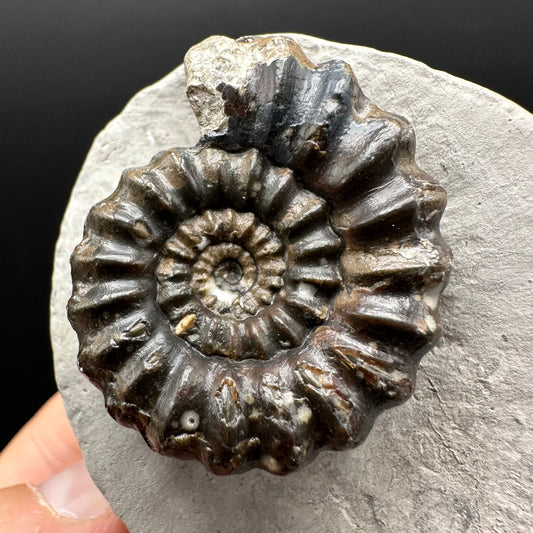 Androgynoceras maculatum ammonite fossil with box and stand - Whitby, North Yorkshire Jurassic Coast Yorkshire Fossils