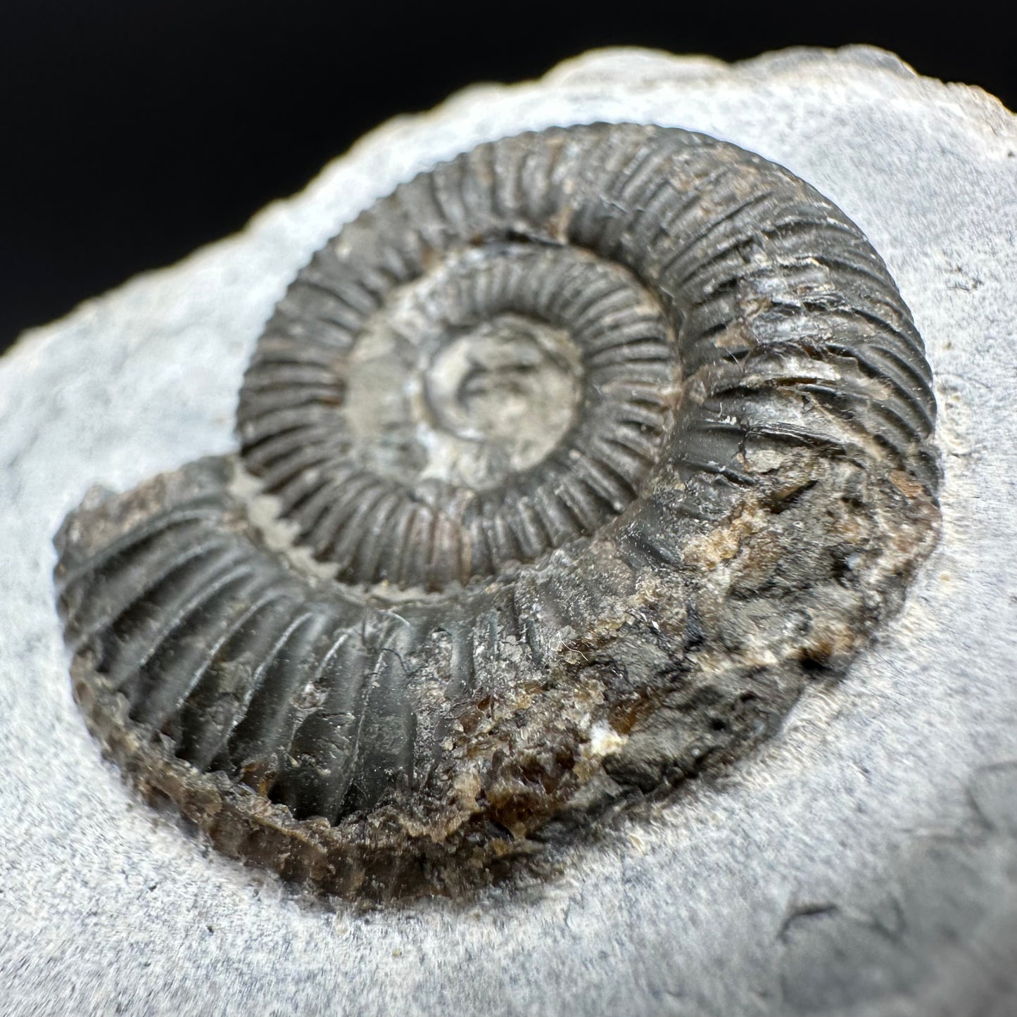 Dactylioceras Ammonite Fossil With Box And Stand - Whitby, North Yorkshire Jurassic Coast Yorkshire Fossils