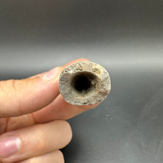 Belemnite (Fossil Squid) shell fossil - Whitby, North Yorkshire Jurassic Coast Yorkshire Fossils