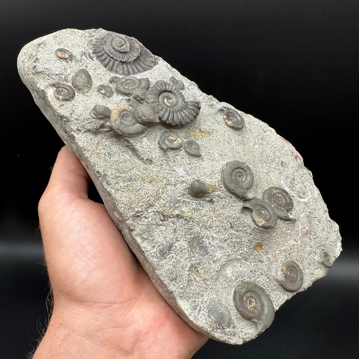 Arnioceras ammonite shell fossil with stand - Whitby, North Yorkshire Jurassic Coast Yorkshire Fossils