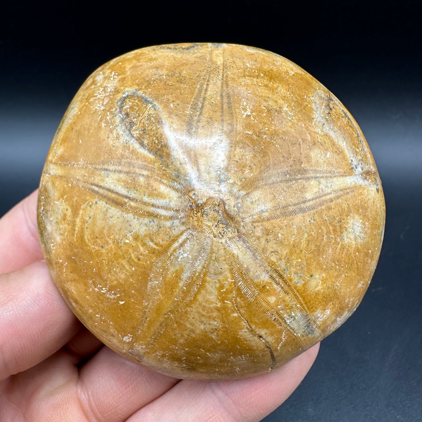 Holectypus Sea Urchin Fossil With Box And Stand - Middle Jurassic Madagascar