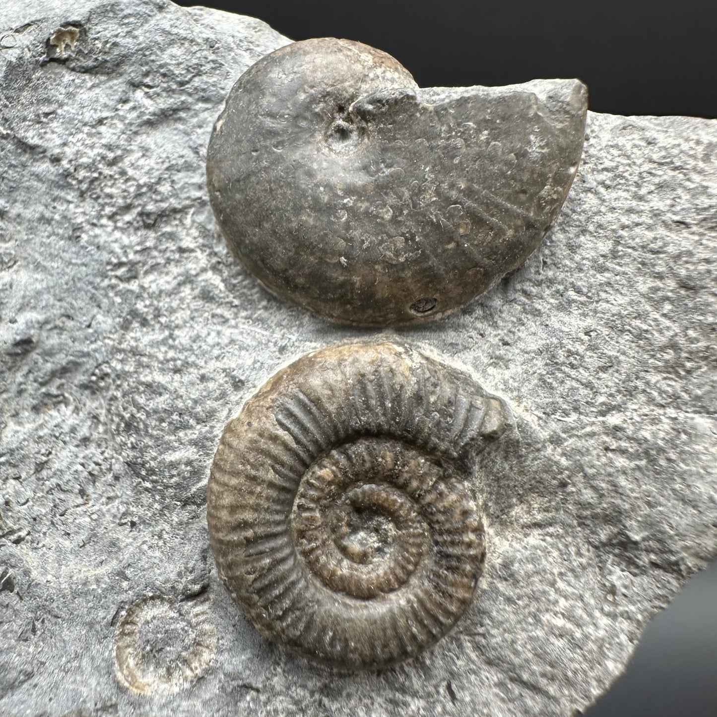 Gracile / Phylloceras Multi-block Ammonite Fossil With Box And Stand - Whitby, North Yorkshire Jurassic Coast Yorkshire Fossils