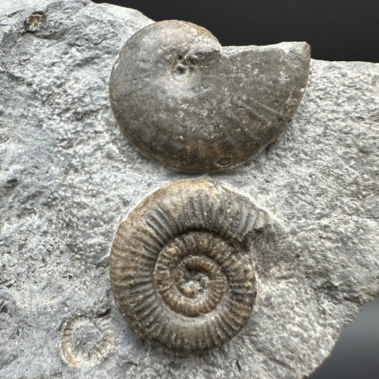 Gracile / Phylloceras Multi-block Ammonite Fossil With Box And Stand - Whitby, North Yorkshire Jurassic Coast Yorkshire Fossils