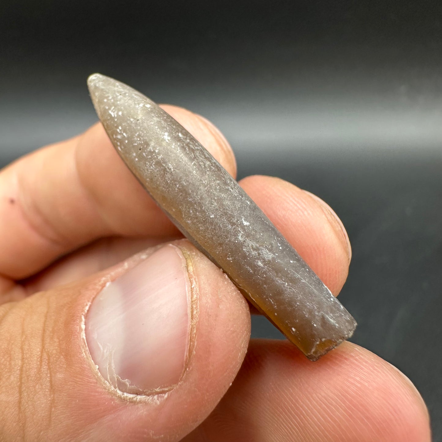 Hibolite (Fossil Squid) shell fossil - Whitby, North Yorkshire Jurassic Coast Yorkshire Fossils