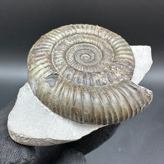 Dactylioceras Ammonite Fossil With Box And Stand - Whitby, North Yorkshire Jurassic Coast Yorkshire Fossils