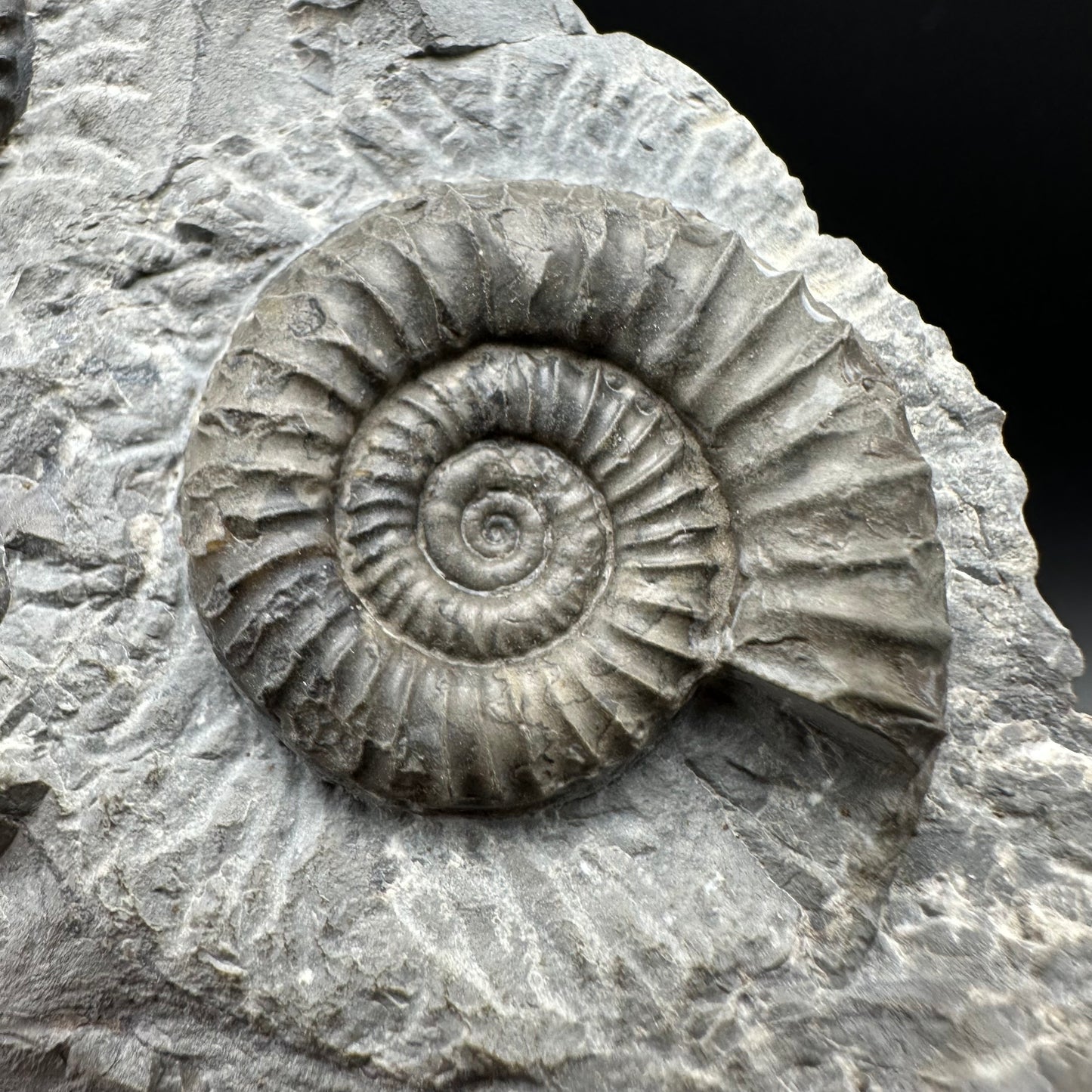 Arnioceras ammonite shell fossil with box and stand - Whitby, North Yorkshire Jurassic Coast Yorkshire Fossils