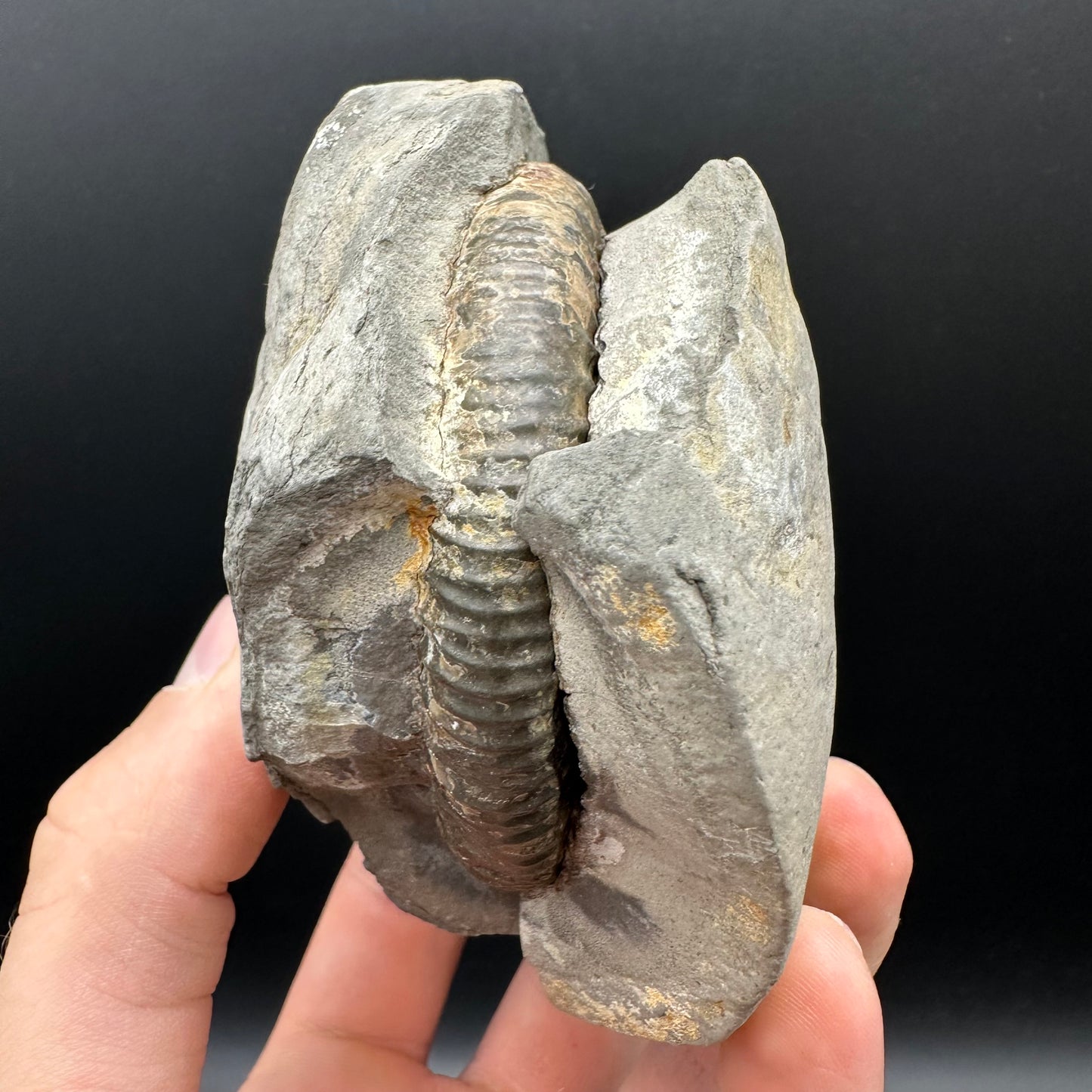 Dactylioceras Ammonite nodule (split pair) Fossil With Box And Stand - Whitby, North Yorkshire Jurassic Coast Yorkshire Fossils