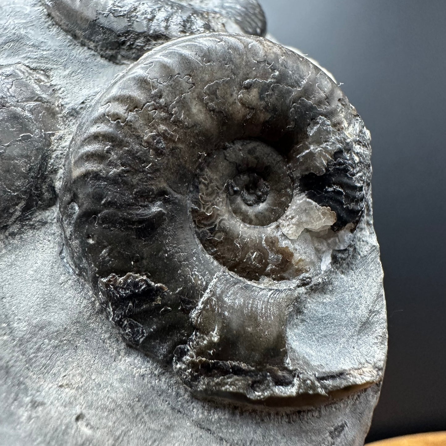 Grammoceras thoaurense Ammonite shell fossil with box and stand - Whitby, North Yorkshire, Yorkshire Fossils from the Jurassic Coast