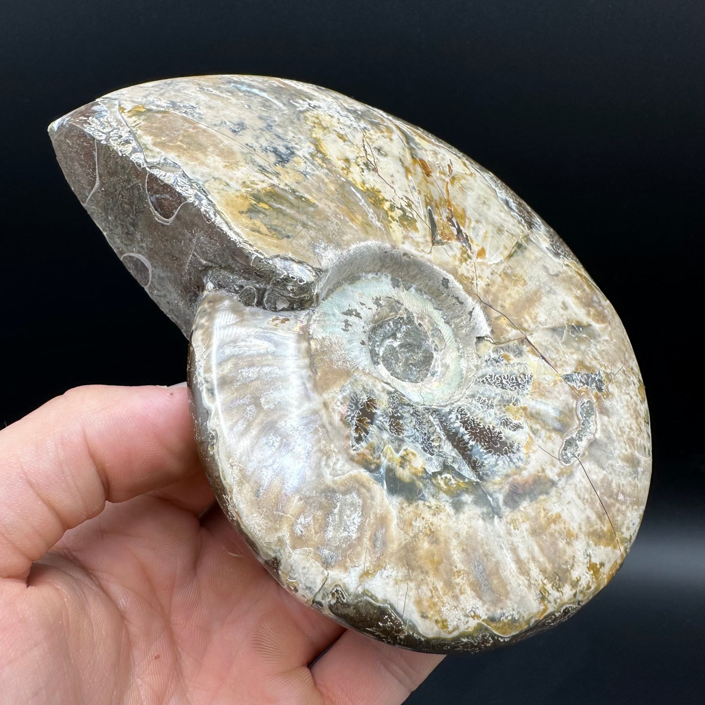 Cleoniceras Ammonite Fossil With Stand - Cretaceous Ammonite Madagascar