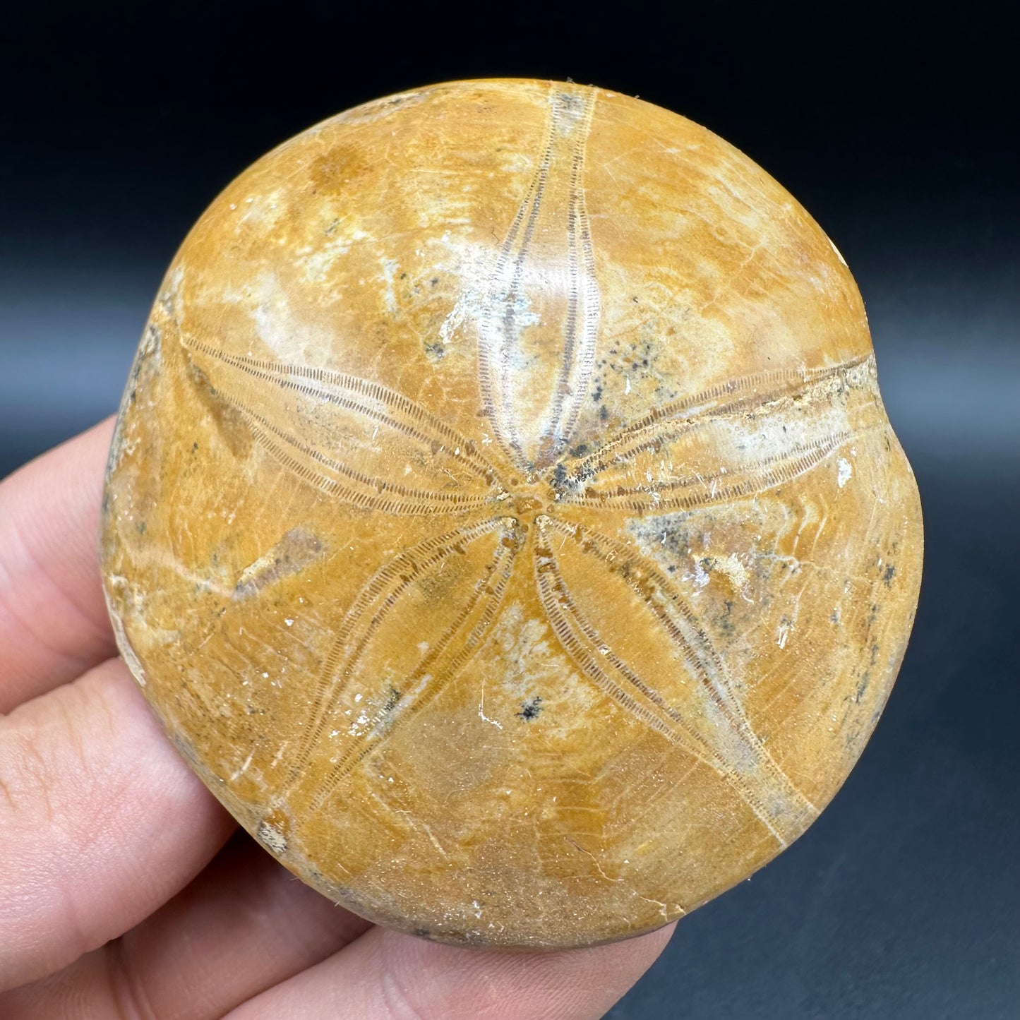 Holectypus Sea Urchin Fossil With Box And Stand - Middle Jurassic Madagascar