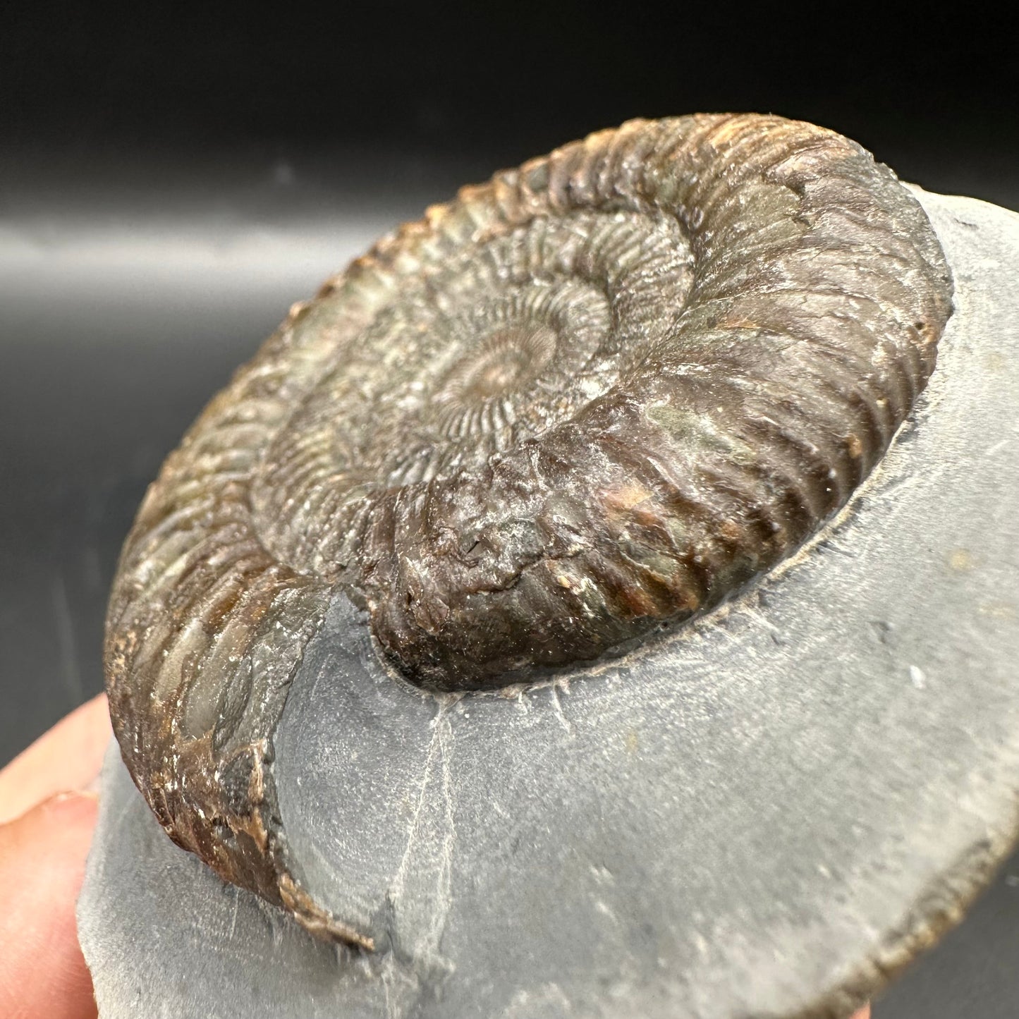 Dactylioceras Ammonite Fossil With Box And Stand - Whitby, North Yorkshire Jurassic Coast Yorkshire Fossils