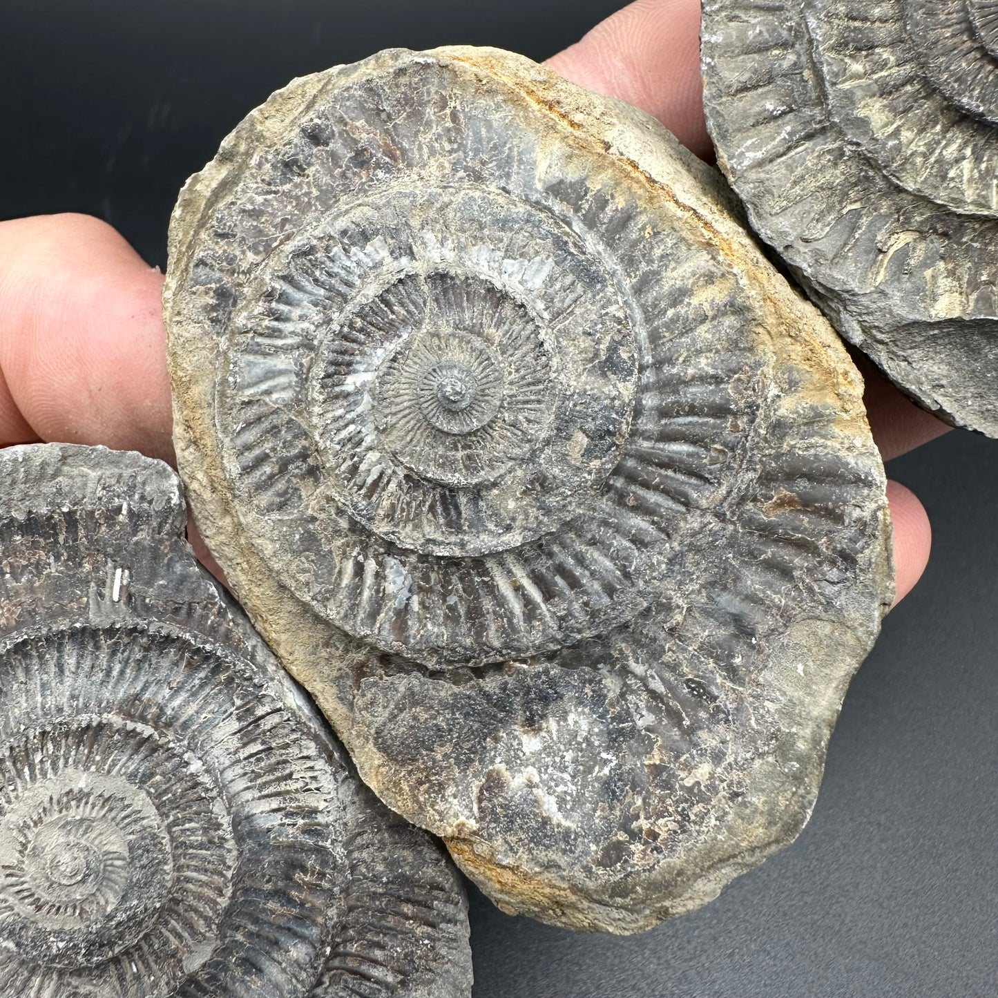 Dactylioceras imprint (negative) bundle ammonite shell fossil - Whitby, North Yorkshire, Yorkshire Fossils