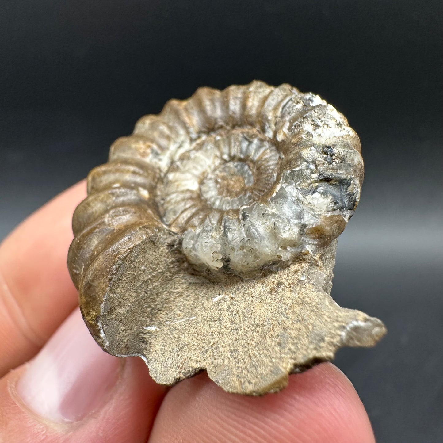 Androgynoceras capricornus Ammonite Fossil With Box And Stand - Whitby, North Yorkshire Jurassic Coast Yorkshire Fossils