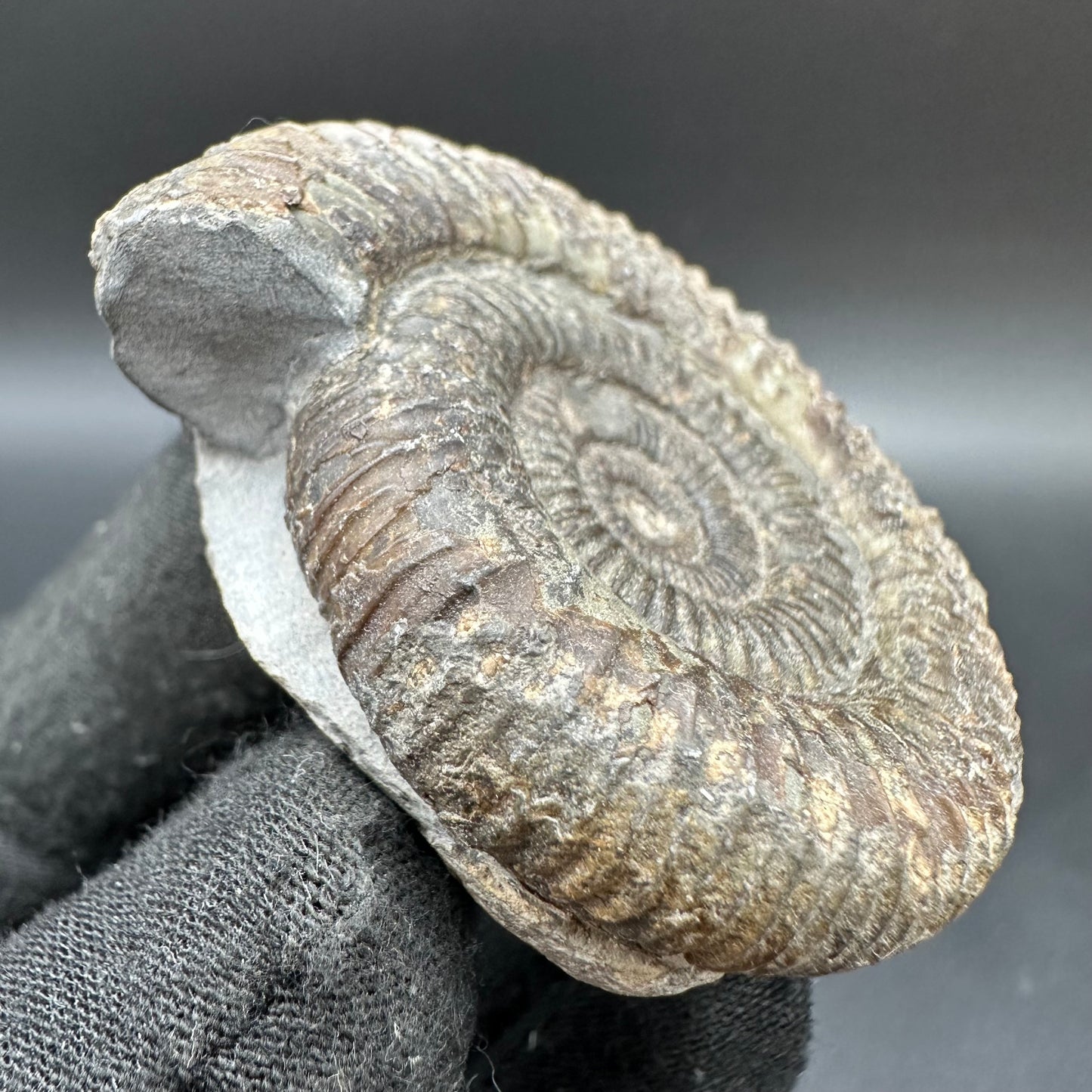 Dactylioceras Ammonite Fossil With Box And Stand - Whitby, North Yorkshire Jurassic Coast Yorkshire Fossils