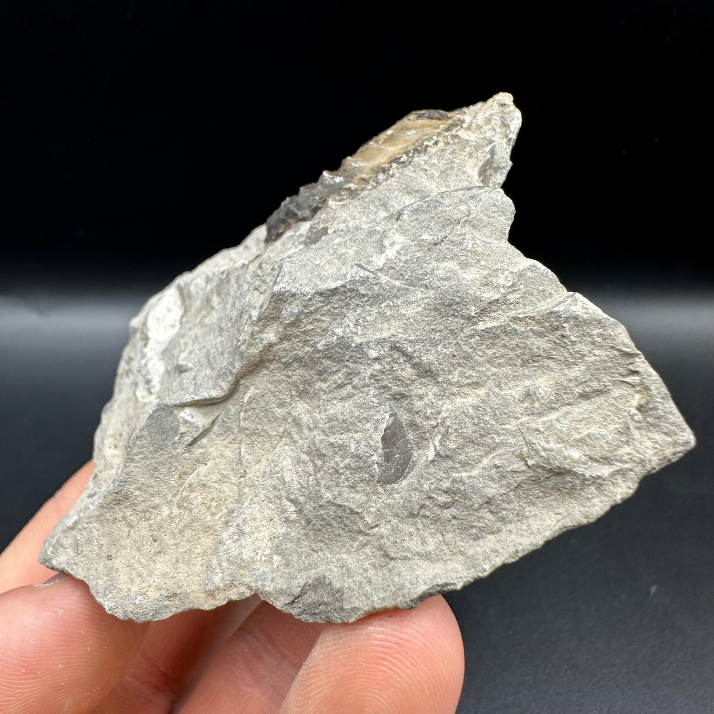 Amaltheus subnodosus Ammonite fossil with box and stand - Whitby, North Yorkshire Jurassic Coast Yorkshire Fossils