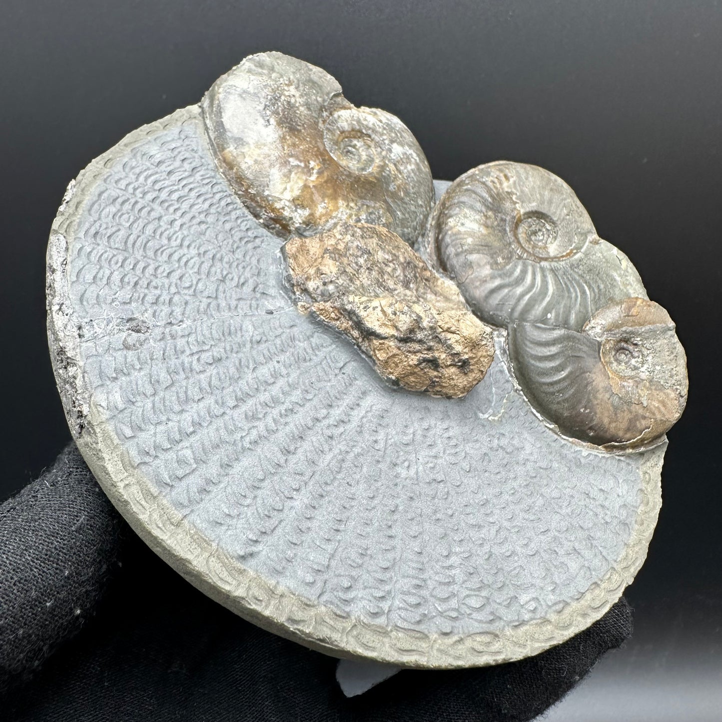 Eleganticeras Elegantulum ammonite / Coprolite fossil with box and stand - Whitby, North Yorkshire Jurassic Coast, Yorkshire Fossils