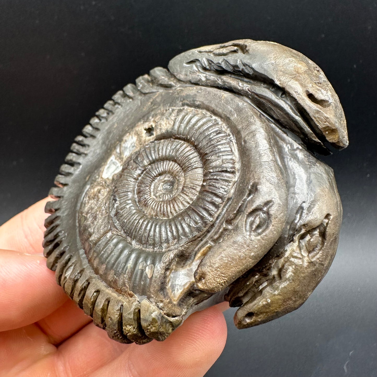 Hydra Snakestone Ammonite Fossil With Bag/Box And Stand - Whitby, North Yorkshire Jurassic Coast Yorkshire Fossils