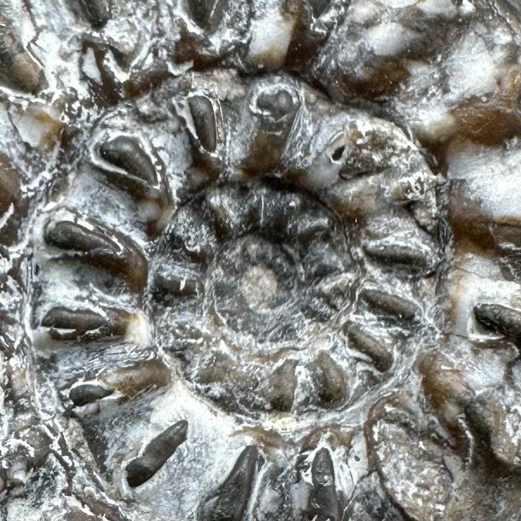 Amaltheus subnodosus Ammonite fossil with box and stand - Whitby, North Yorkshire Jurassic Coast Yorkshire Fossils