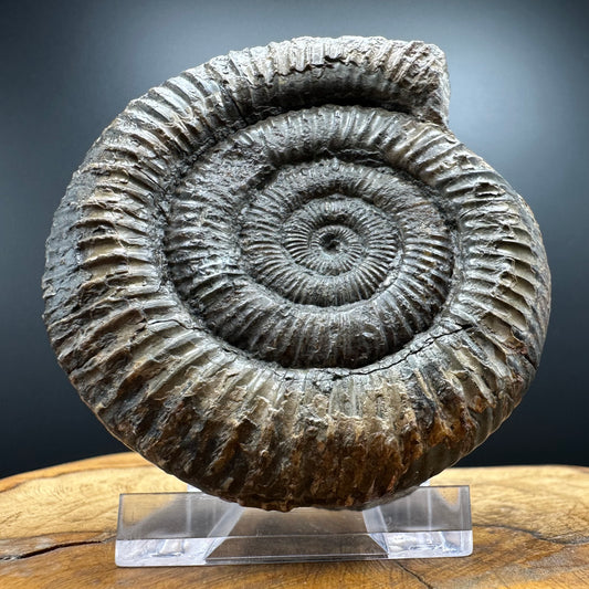 Dactylioceras Ammonite Fossil With box and Stand - Whitby, North Yorkshire Jurassic Coast Yorkshire Fossils
