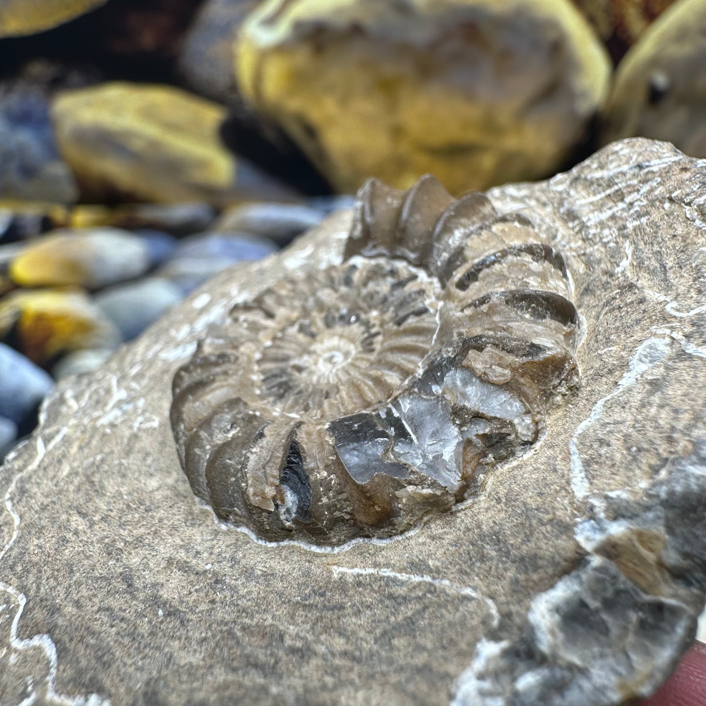 Androgynoceras Capricornus ammonite fossil - Whitby, North Yorkshire Jurassic Coast Yorkshire Fossils
