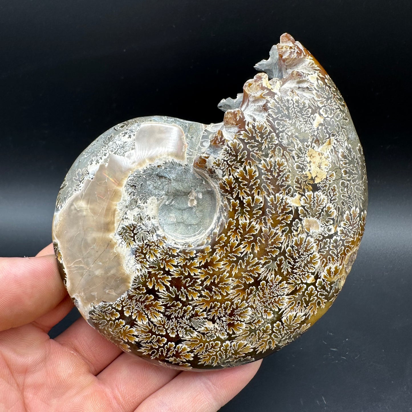 Cleoniceras Ammonite Fossil With Box And Stand - Cretaceous Ammonite Madagascar