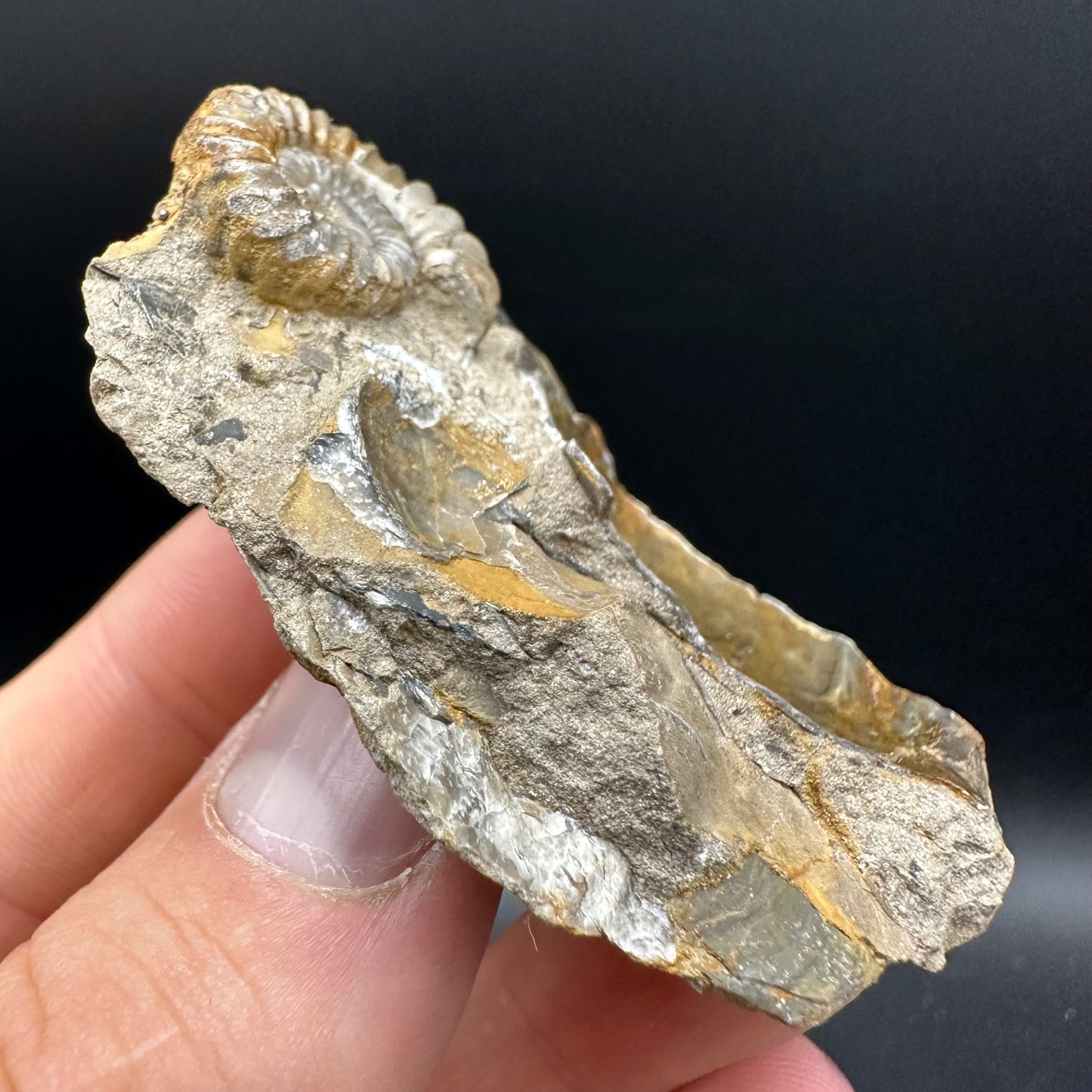 Androgynoceras capricornus Ammonite Fossil With Box And Stand - Whitby, North Yorkshire Jurassic Coast Yorkshire Fossils