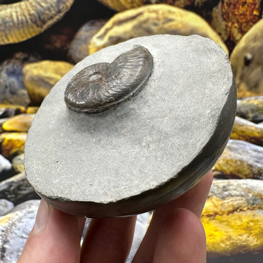 Eleganticeras Elegantulum ammonite fossil - Whitby, North Yorkshire Jurassic Coast, Yorkshire Fossils
