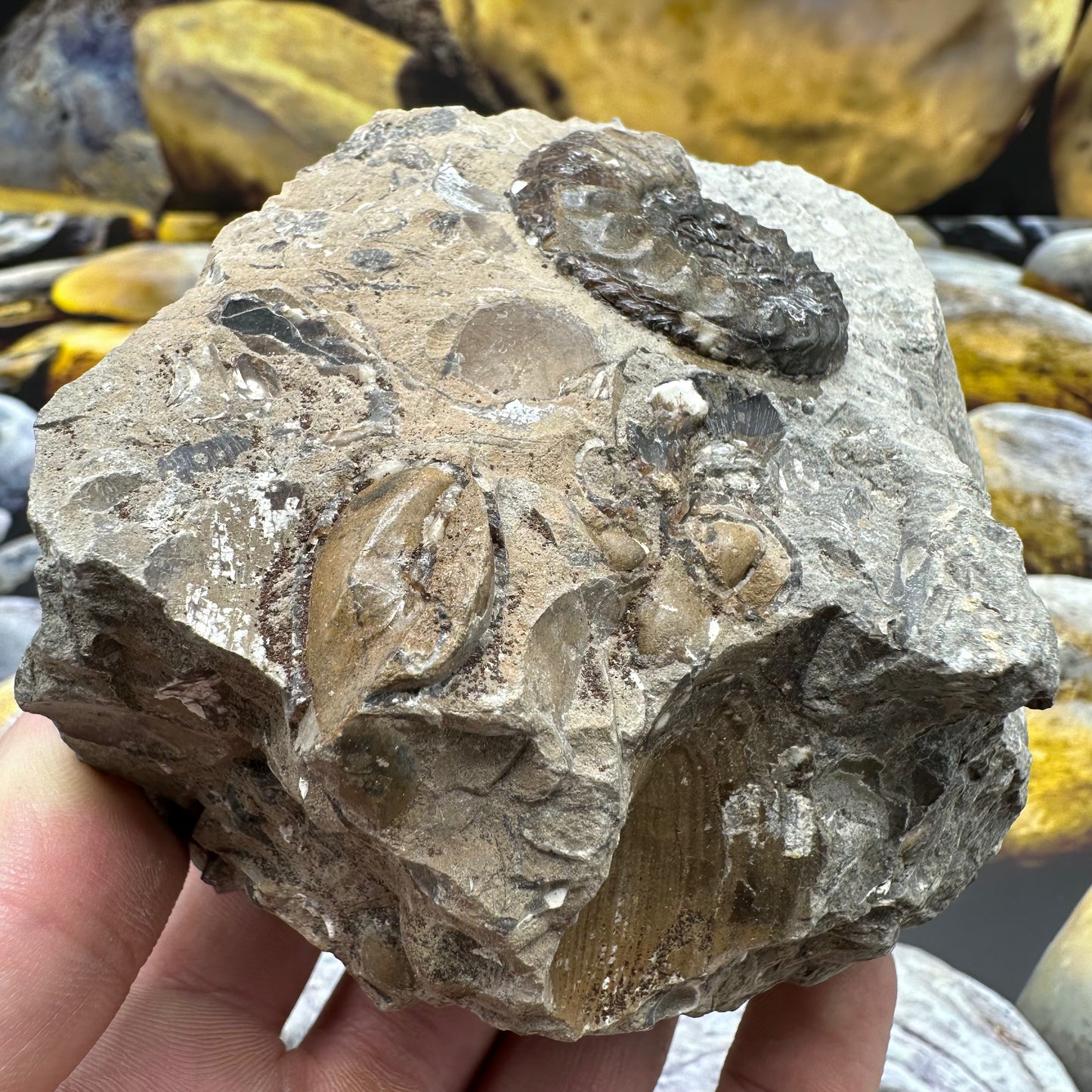 Amaltheus subnodosus ammonite fossil - Whitby, North Yorkshire Jurassic Coast, Yorkshire Fossils
