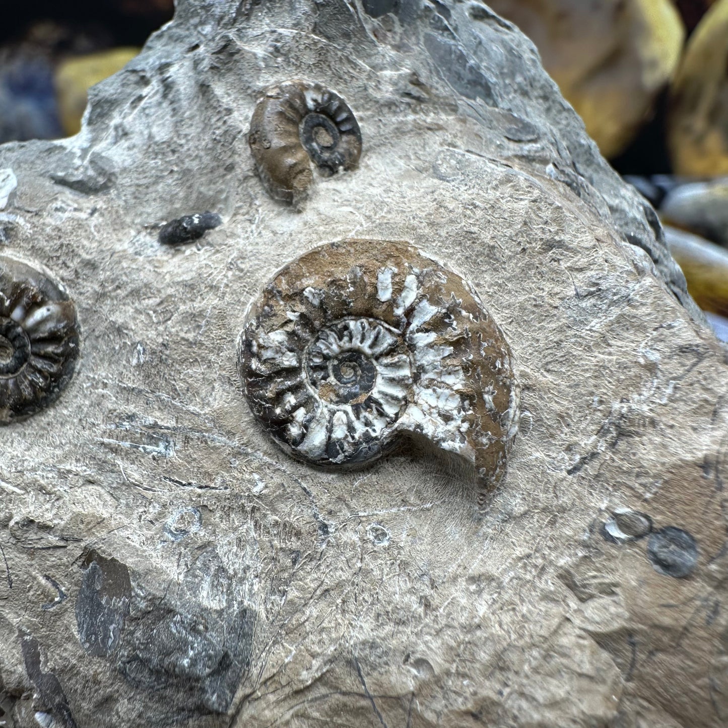 Amaltheus subnodosus ammonite fossil - Whitby, North Yorkshire Jurassic Coast, Yorkshire Fossils